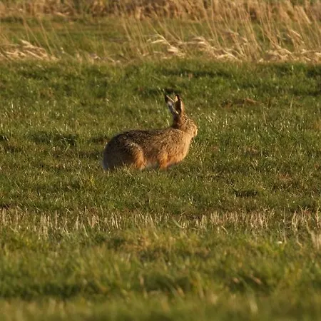 Casa de Férias Haus Horizont Dyksterhusen